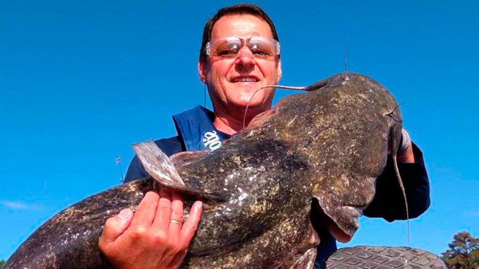 catfish