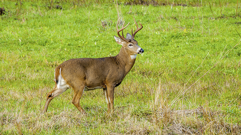 CWD