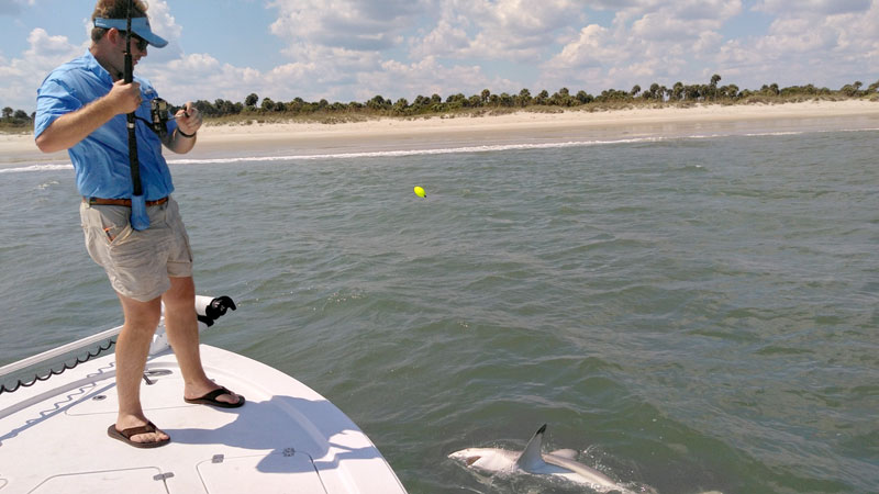 shark fishing