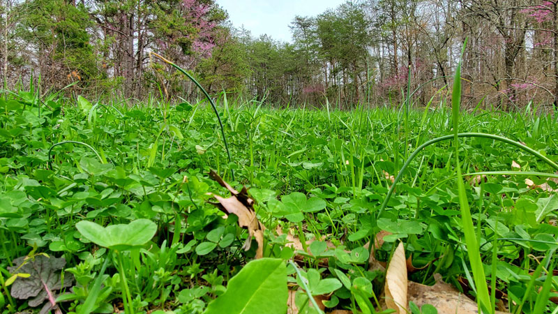 Herbicides are important tools in keeping food plots healthy and free of nutrient-robbing weeds.