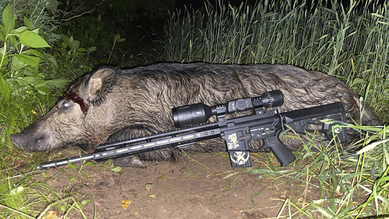 hog