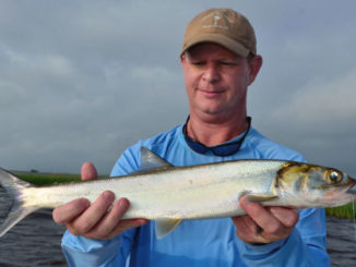 ladyfish