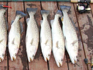 speckled trout