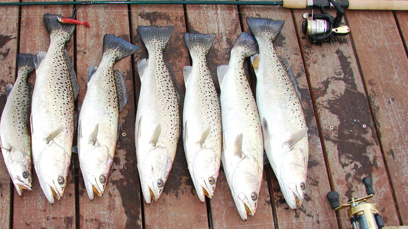 speckled trout