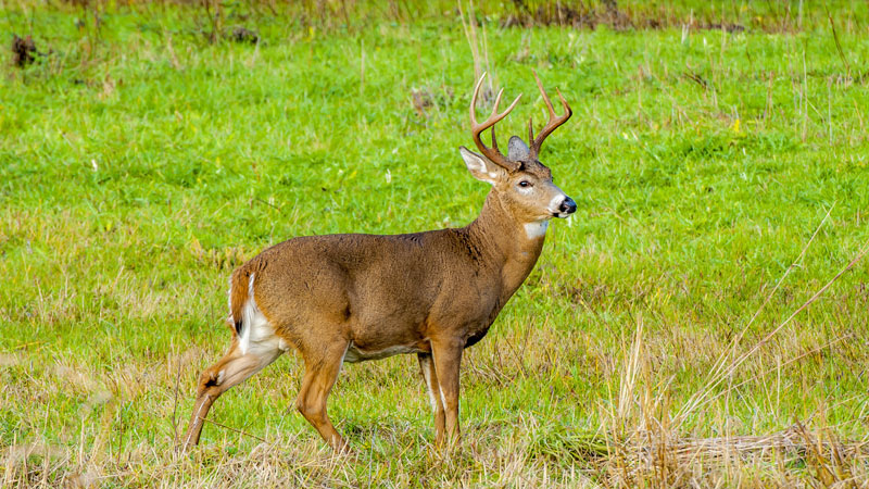CWD