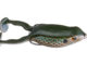 SPRO Flappin' Frog 65