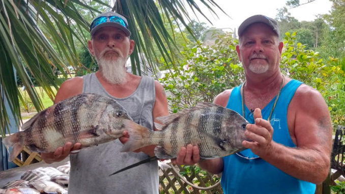 sheepshead