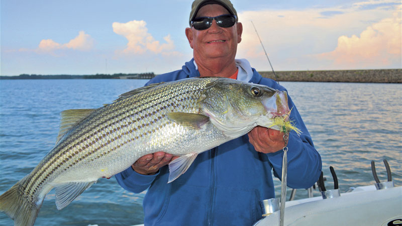 stripers