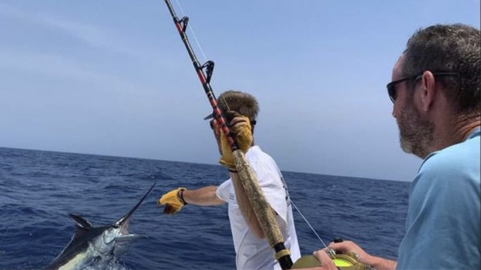 marlin
