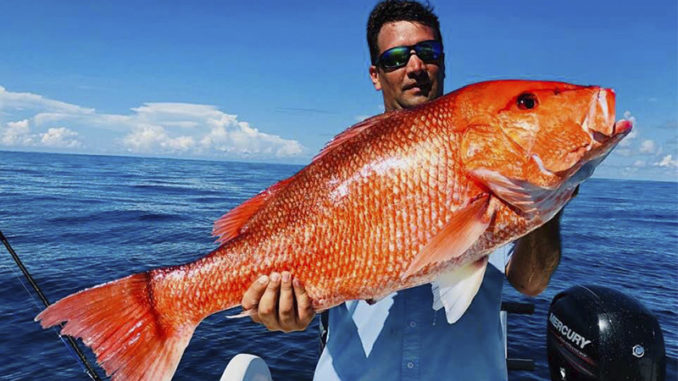 red snapper