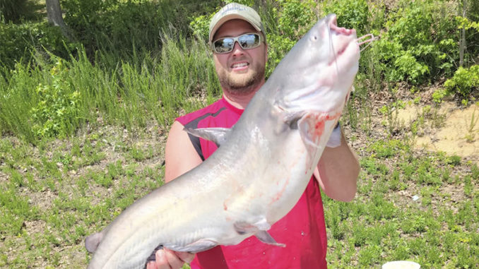 catfish