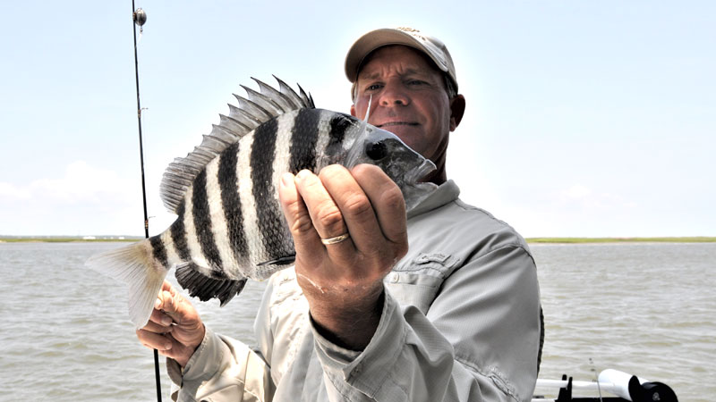sheepshead