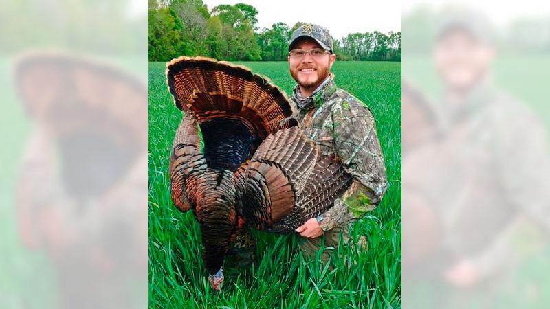 turkeys