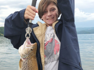 brown trout