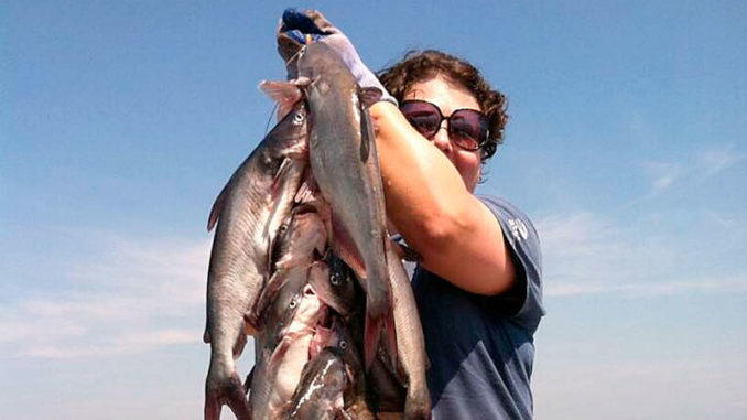 catfish