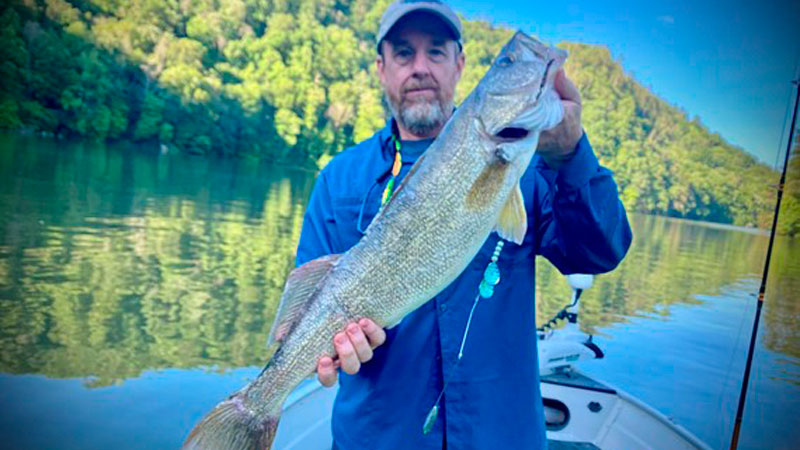 walleye
