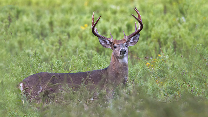 deer