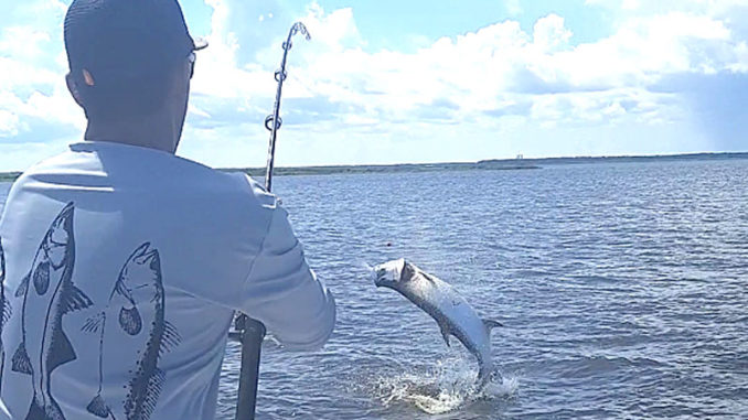 tarpon