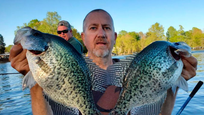 crappie