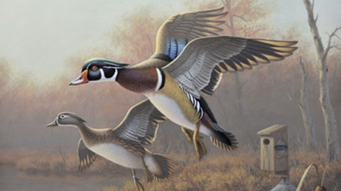 waterfowl