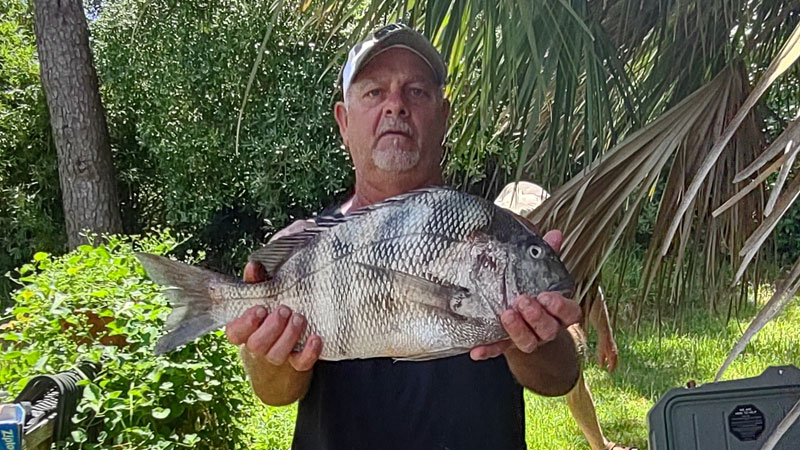 Chuck Stewart with this 7 1/2-pound sheepshead caught at Oregon inlet on Aug 13, 2022.