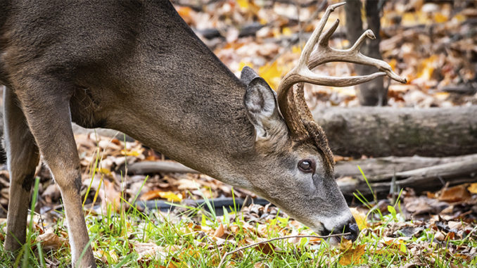 CWD
