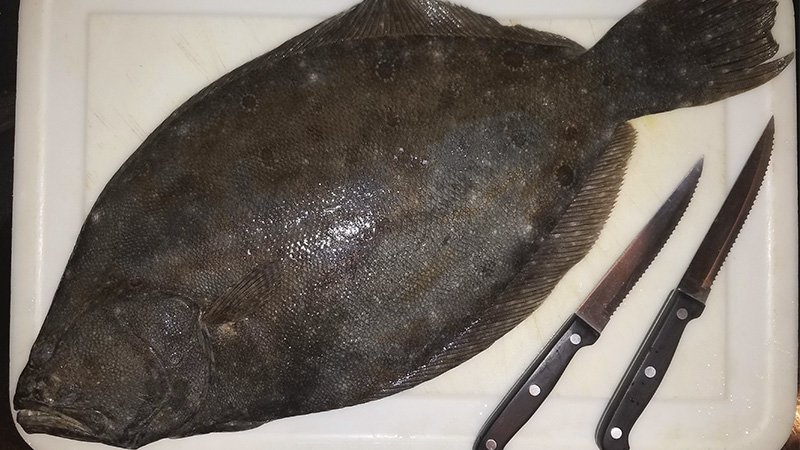 flounder