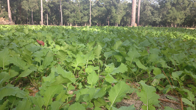 food plot