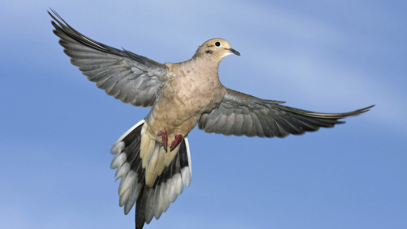 dove