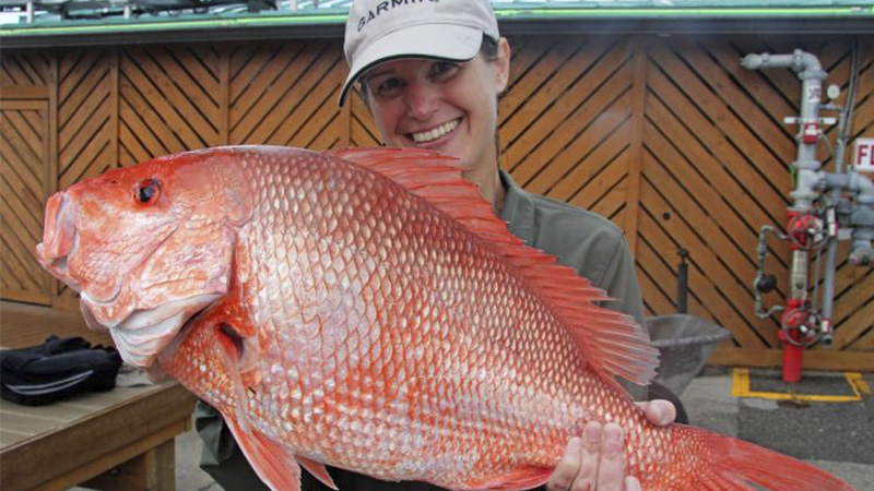 red snapper