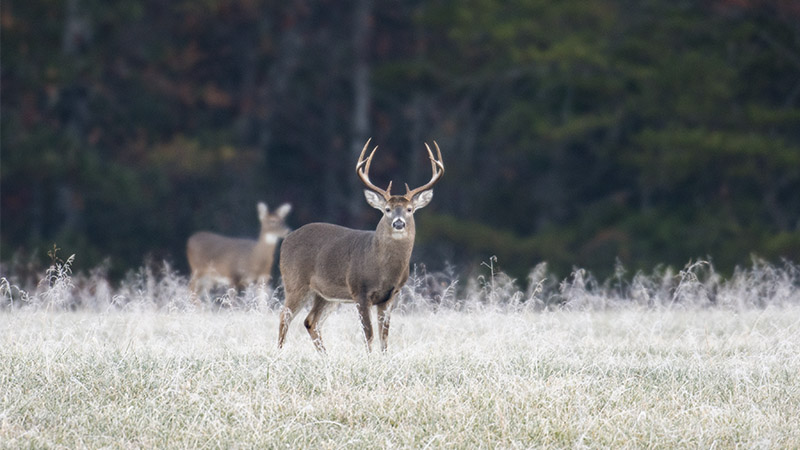 CWD