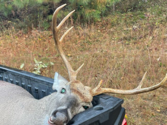 wide-racked buck