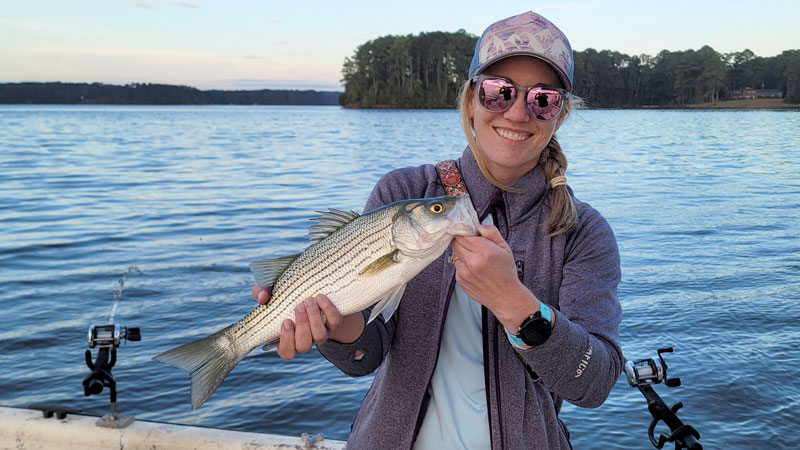 stripers and hybrids
