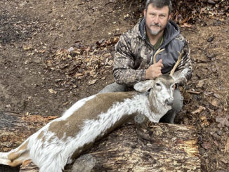 piebald