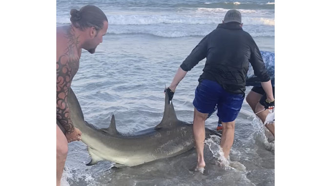 hammerhead