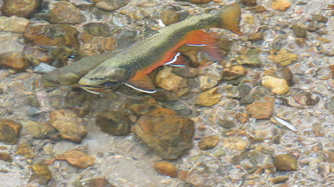 Go down under for trout - Carolina Sportsman
