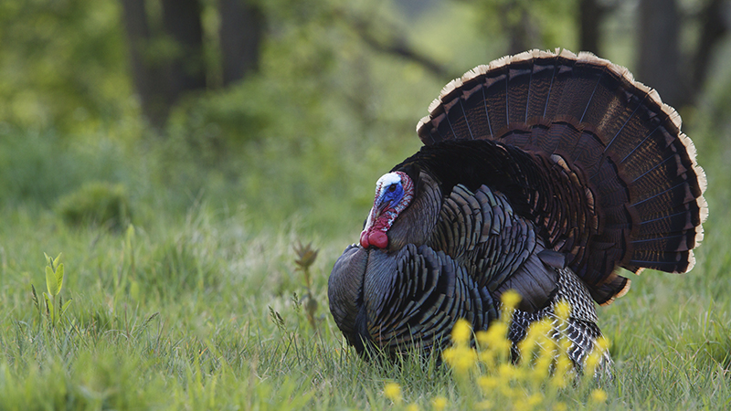 turkey