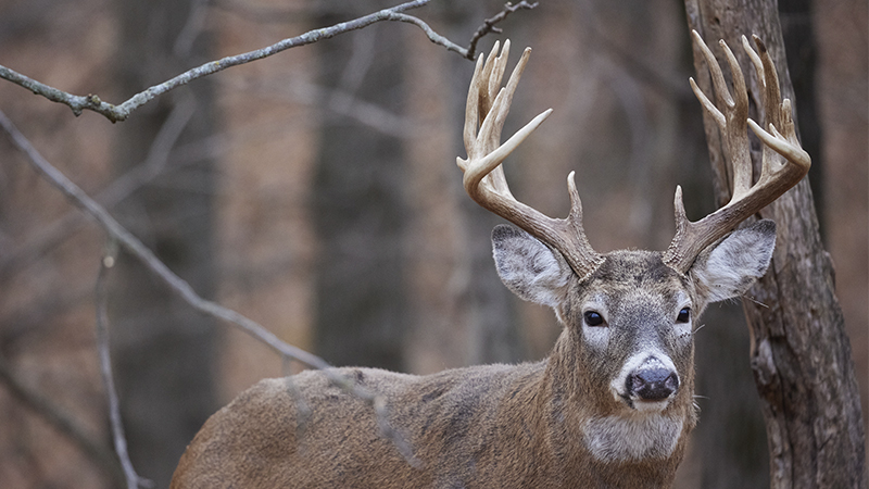 CWD