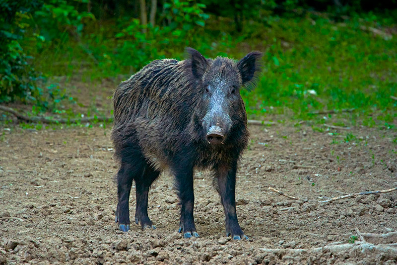 Wild hogs are a blessing to some hunters, but a blight to land managers and other wildlife.