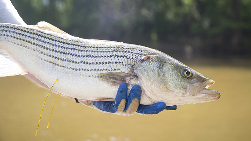 Roanoke River