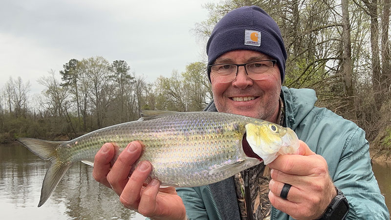 Patrick Cotter caught these Hickory shad in Falkland, NC.