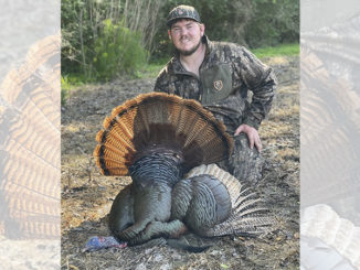 red-phase gobbler