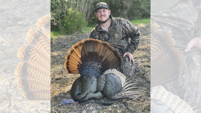 red-phase gobbler