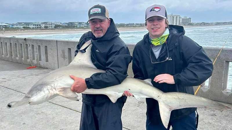 Hammerhead shark caught by Colin Davis and Bill Davis while king fishing a bluefish caught on Johnnie Mercers pier April 30, 2023.
