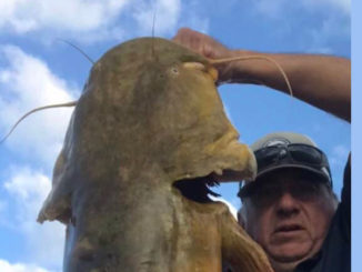 flathead