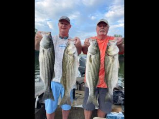 stripers