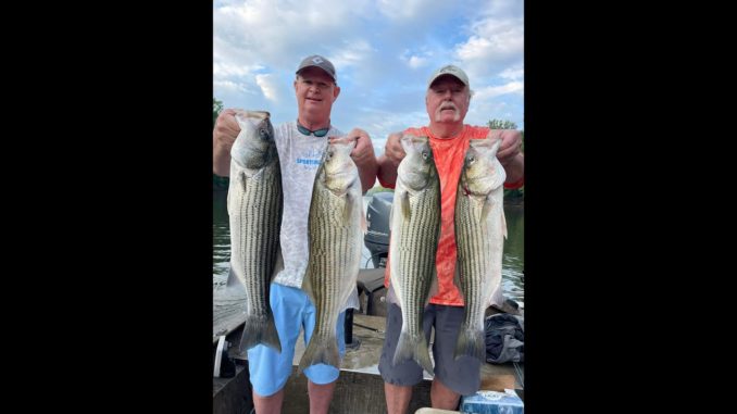stripers