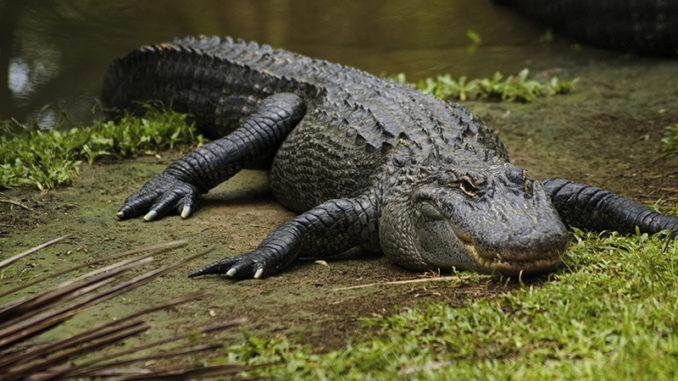 alligator