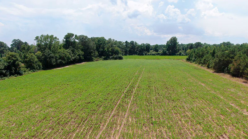 food plot