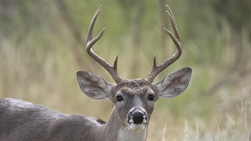 CWD